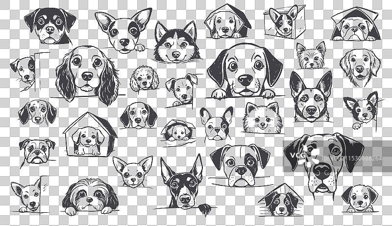 不同犬种的狗狗探出鼻子、耳朵和毛发图片素材