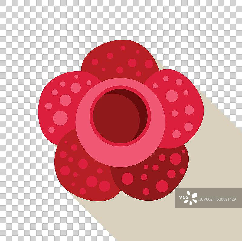 大王花盛开，露出其中心的孔洞图片素材