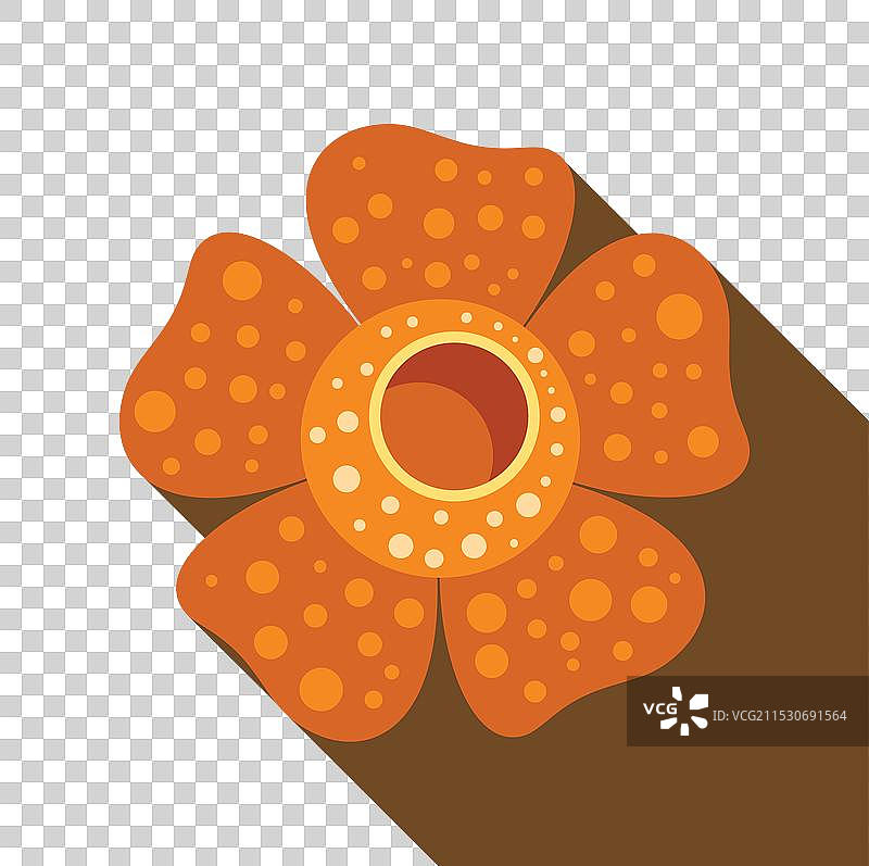 大王花盛开，展现出五片花瓣图片素材