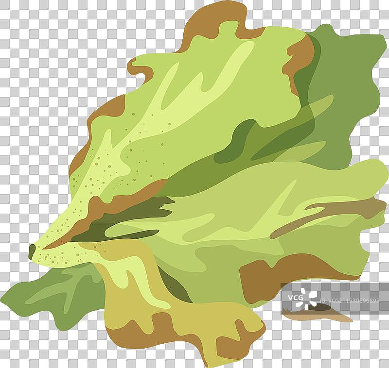 变质的沙拉叶图片素材