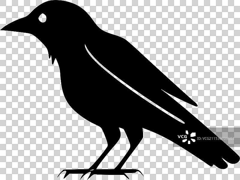 乌鸦 - 高质量标志 - 适合T恤的理想选择图片素材