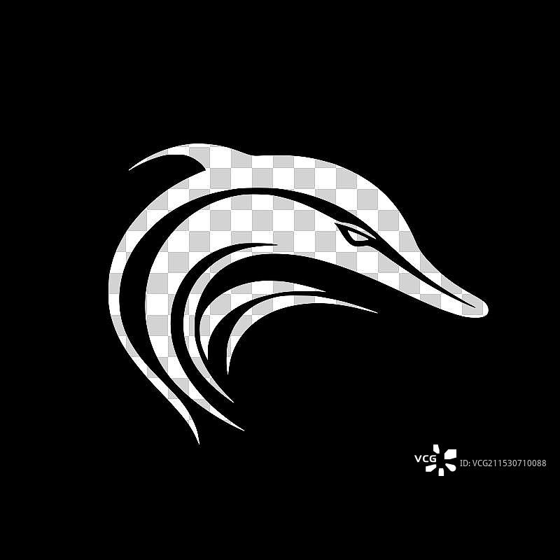 黑白海豚图片素材