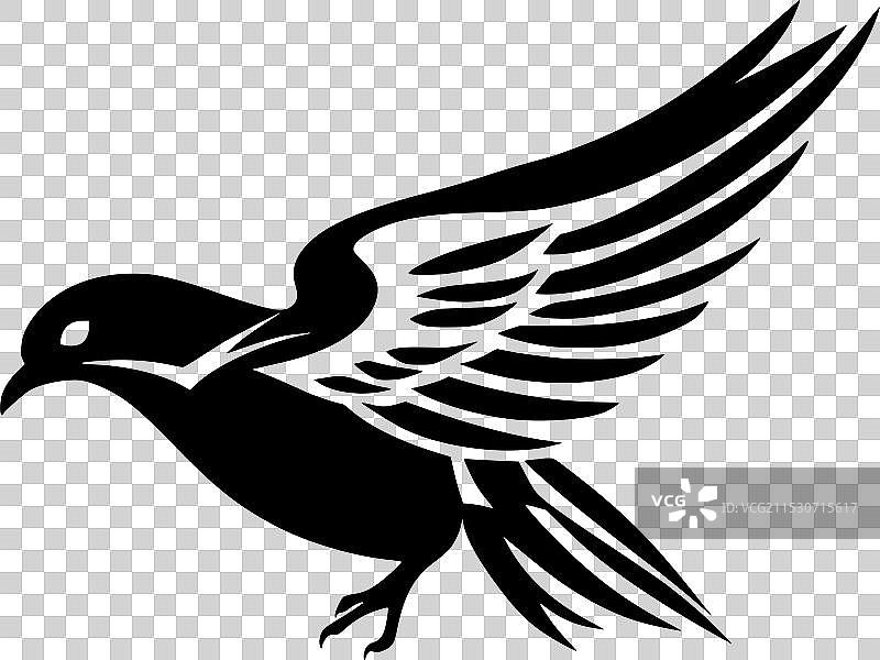 黑白鸽子图片素材