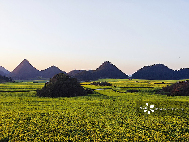 油菜花海图片素材