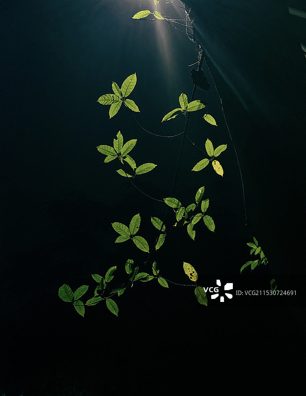 黑色背景下植物的特写镜头图片素材