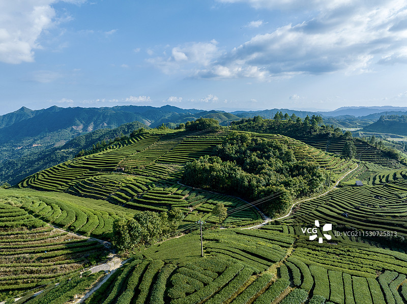 高山茶园图片素材