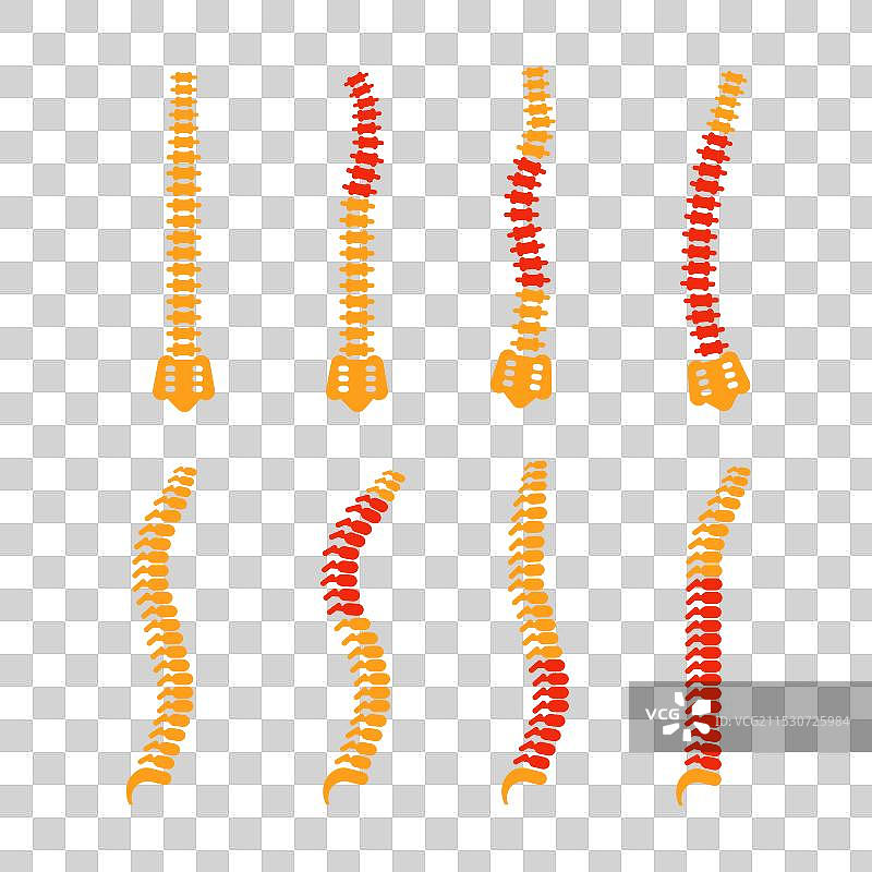 比较不同的人类脊柱形状图片素材