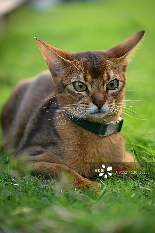 滨江动物图片素材