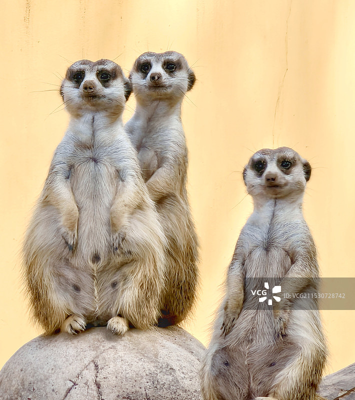 猫鼬坐在岩石上的特写镜头图片素材