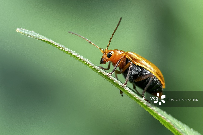 昆虫特写镜头图片素材