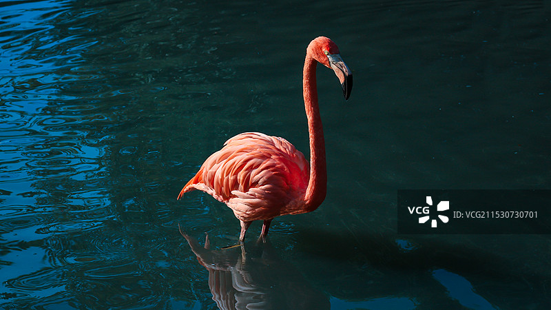 火焰鸟特写图片素材