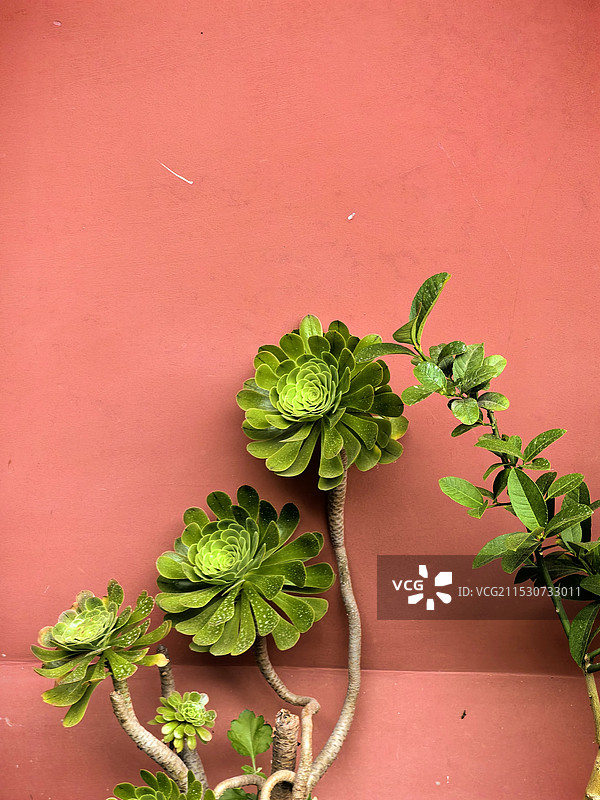 桌上盆栽植物特写镜头图片素材