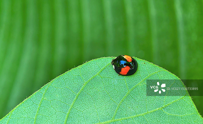 七星瓢虫图片素材