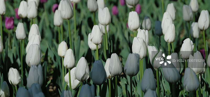 郁金香花海图片素材