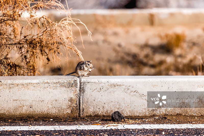 放哨的沙鼠图片素材