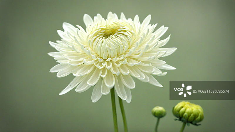 国家公祭日缅怀逝者的菊花图片素材