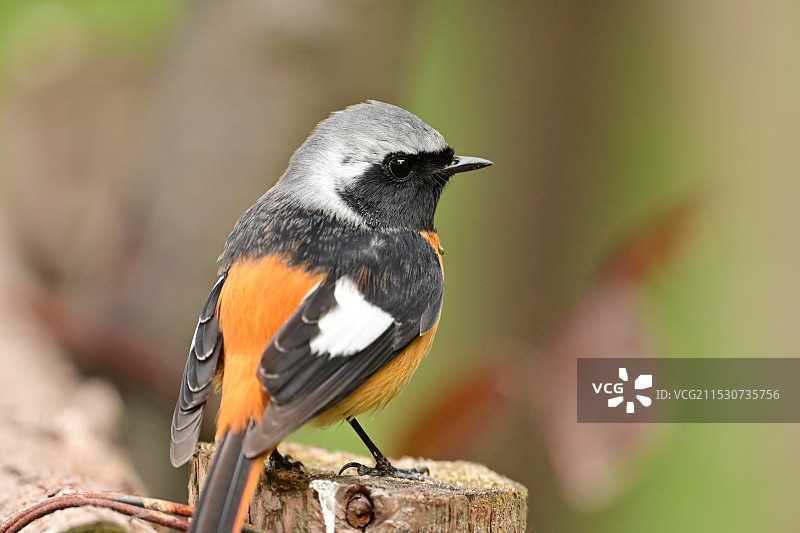 鸟栖息在木头上的特写镜头图片素材