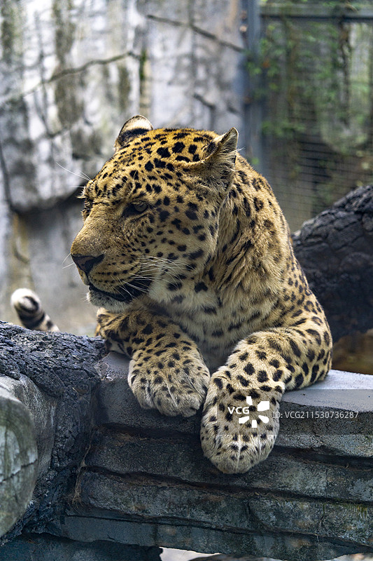 动物园里豹子的特写镜头图片素材
