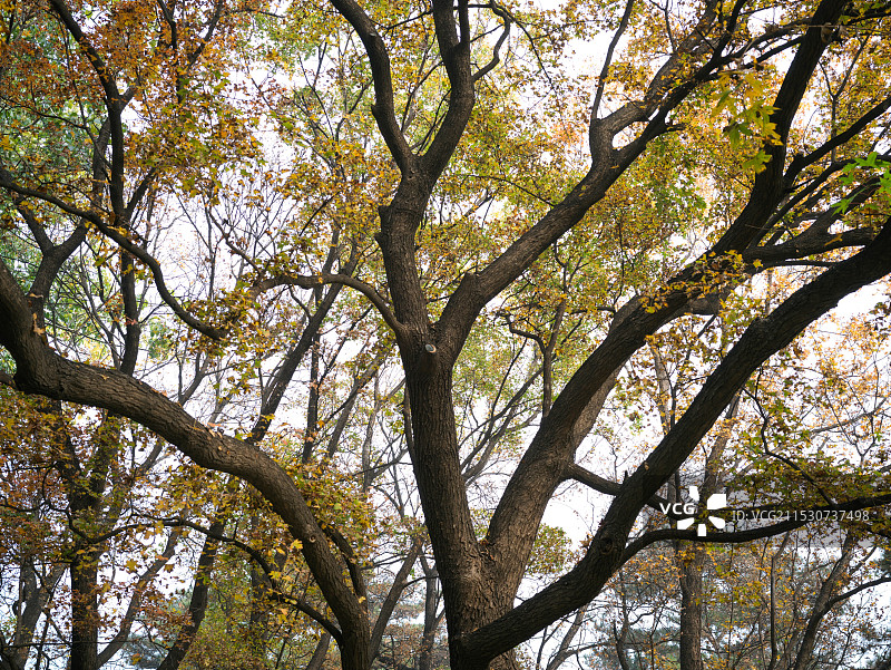 国家植物园秋季图片素材