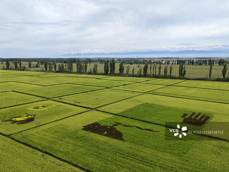 水稻田图片素材