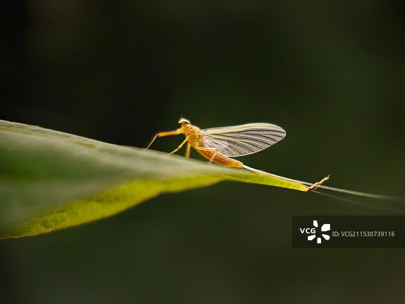 蜉蝣仙子图片素材