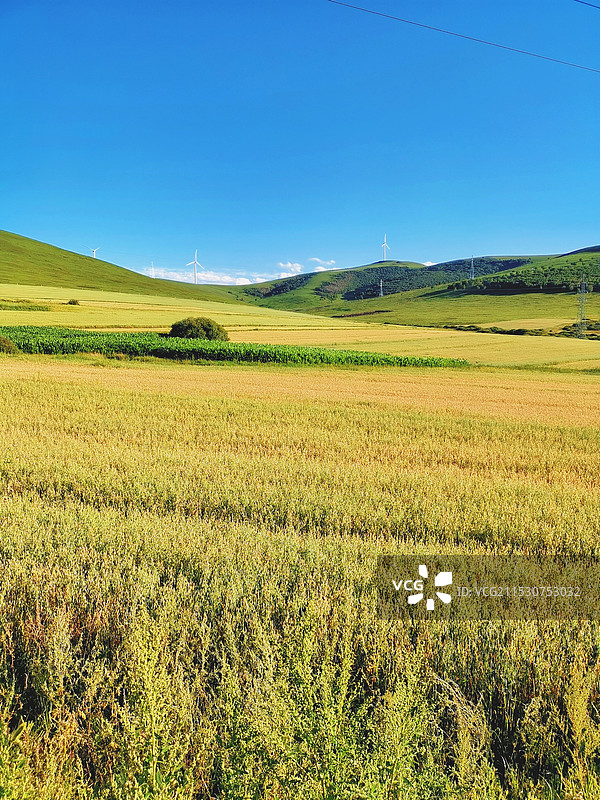 燕麦田图片素材