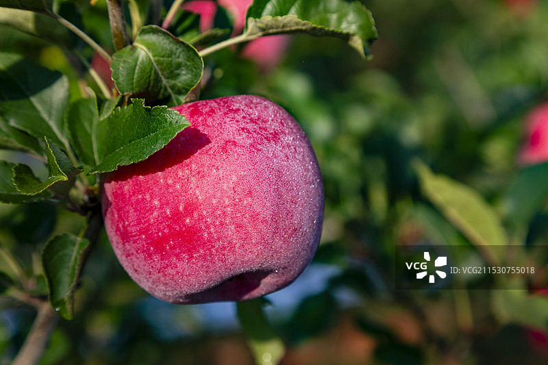 瑞香红苹果图片素材