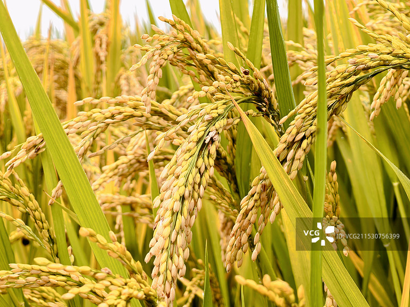 水稻图片素材