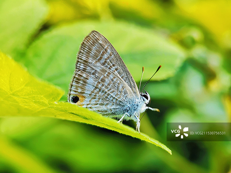 亮灰蝶图片素材