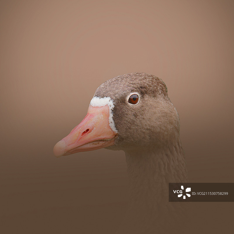 棕色背景下的鸭子特写镜头图片素材