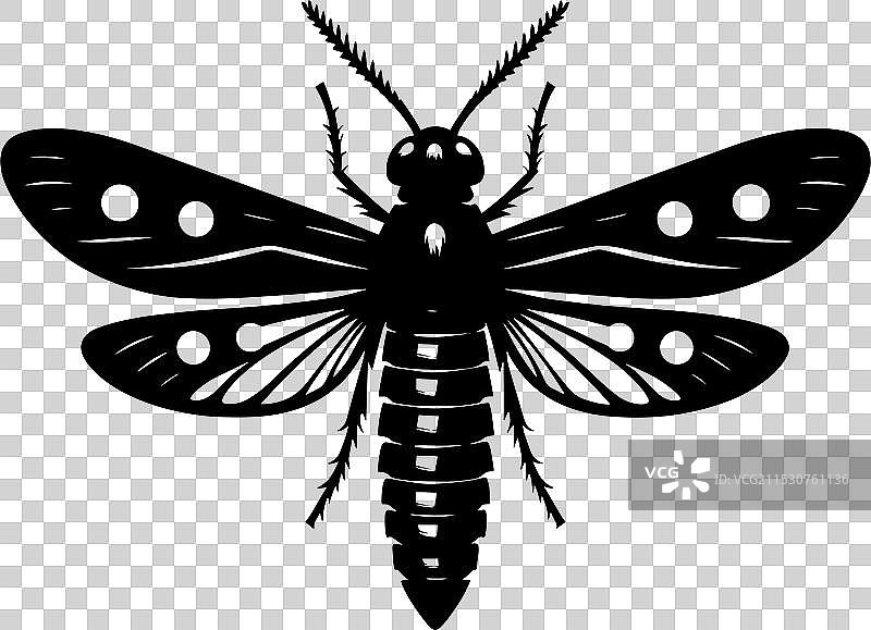 美丽的萤火虫昆虫剪影孤立在一个背景上图片素材