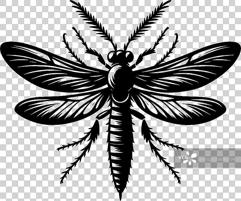 美丽的萤火虫昆虫轮廓孤立在一个背景上图片素材