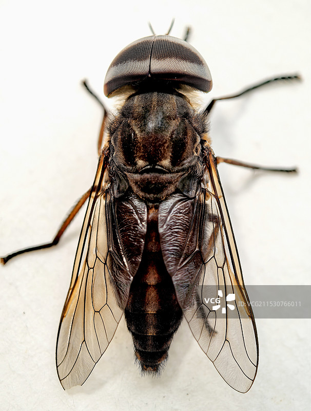 白色背景上牛虻的特写镜头图片素材
