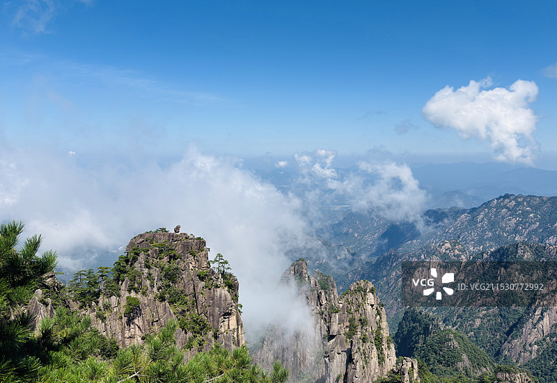 猴子观海图片素材