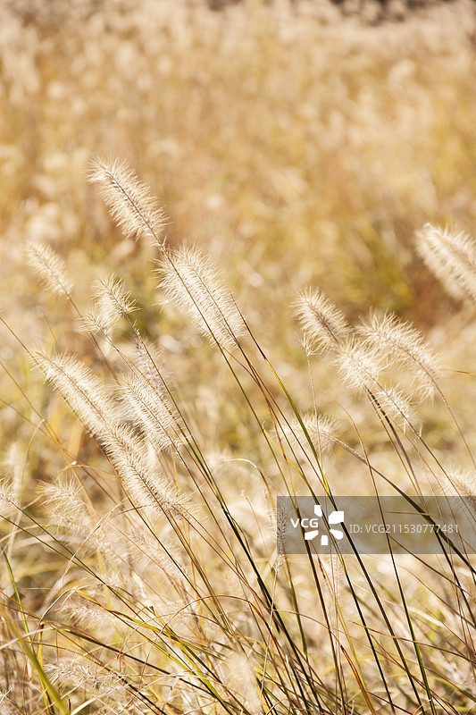 狗尾巴草的特写镜头图片素材