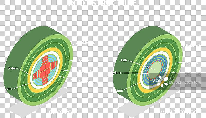根部的三维等距平面图图片素材
