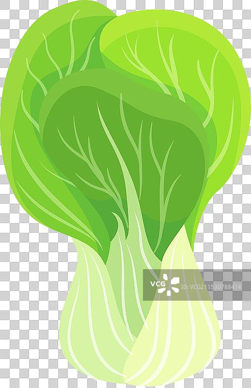 绿色生态成熟的生菜叶图片素材
