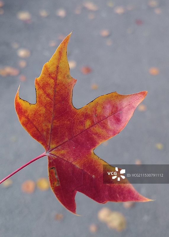 《飘落的枫叶》图片素材