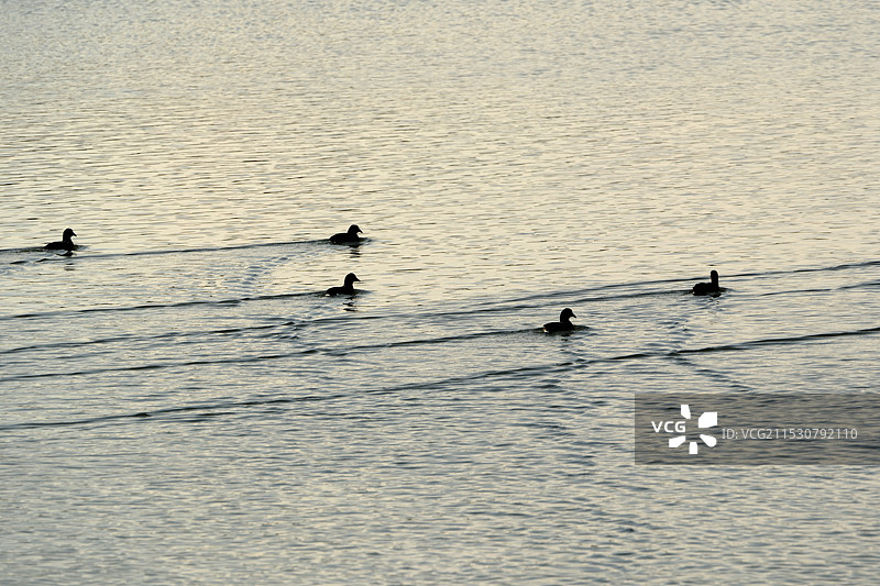 滹沱河畔的水禽图片素材