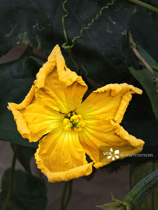 丝瓜花图片素材