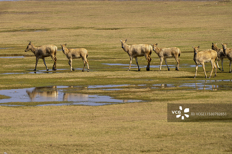 盐城大丰湿地的麋鹿图片素材
