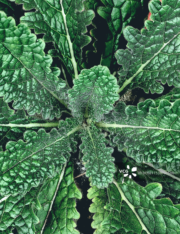 绿叶之美图片素材