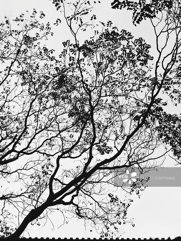 树枝的秩序图片素材