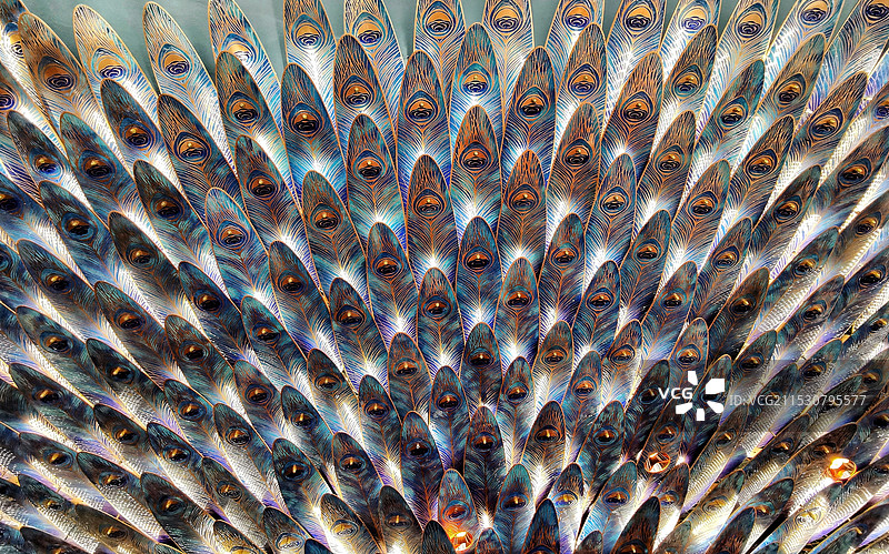 孔雀翎羽•摄于上海中心图片素材