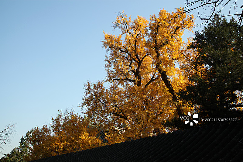 千年银杏树图片素材