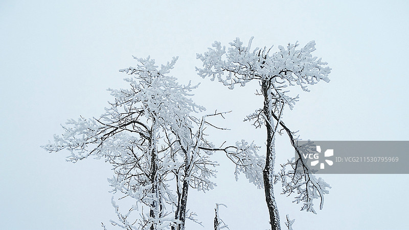 雾凇图片素材
