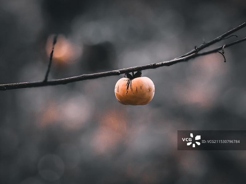 柿子熟了图片素材