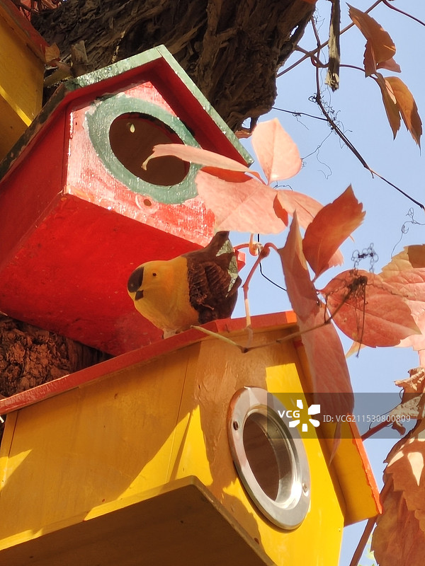 叶子后面的鸟巢图片素材