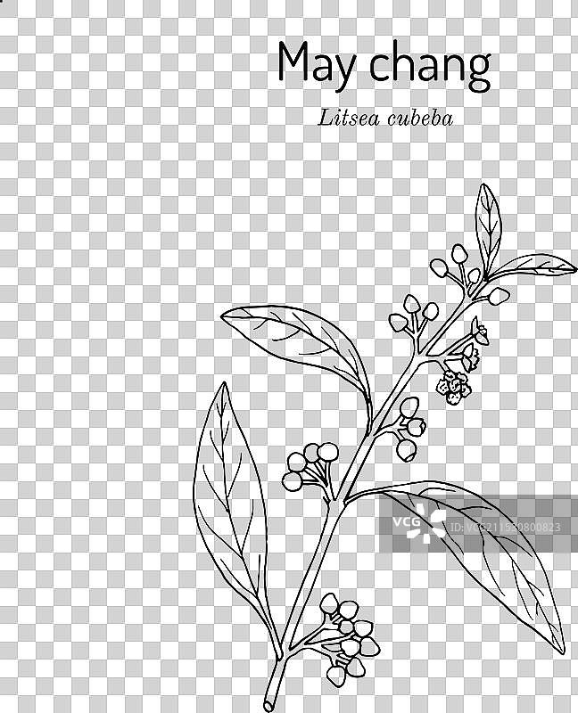 香味柚木或美香木 Litsea cubeba图片素材