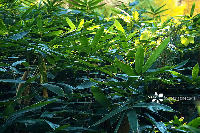 新鲜绿色植物的全帧拍摄图片素材
